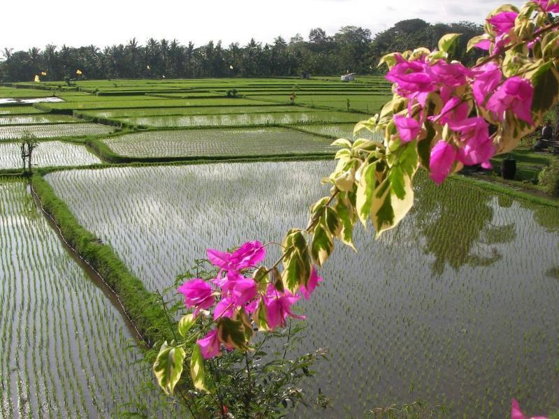 กรีนฟิลด์ อูบุด Hotel ภายนอก รูปภาพ
